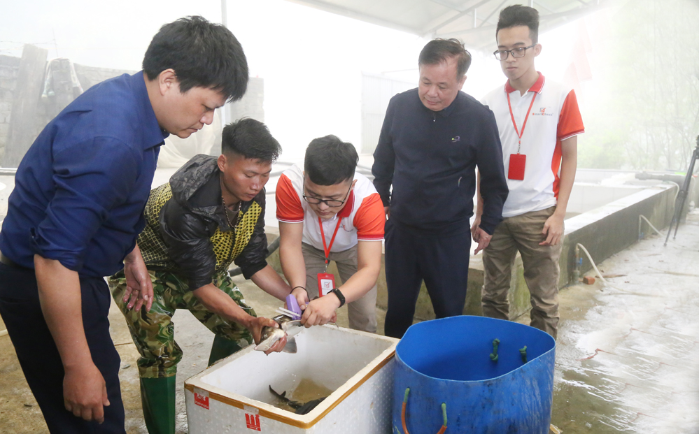 Tem truy xuất nguồn gốc được gắn lên cá sống, giúp người tiêu dùng nhận diện được cá tầm được nuôi tại Việt Nam